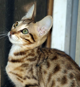 Savannah kittens available